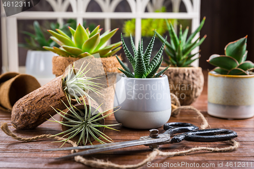 Image of Collection of succulent plants for home deco. Gardening idea for stone garten.
