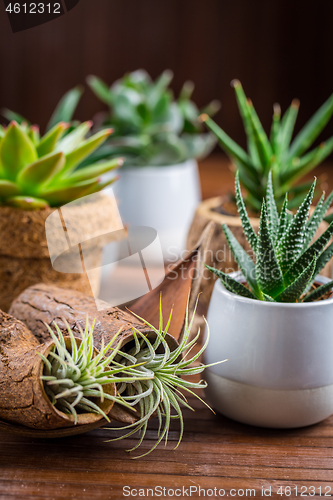 Image of Collection of succulent plants for home deco. Gardening idea for stone garten.