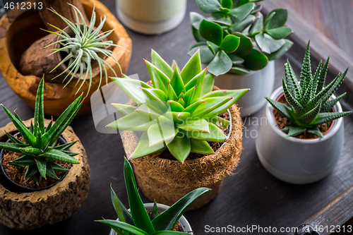 Image of Collection of succulent plants for home deco. Gardening idea for stone garten.