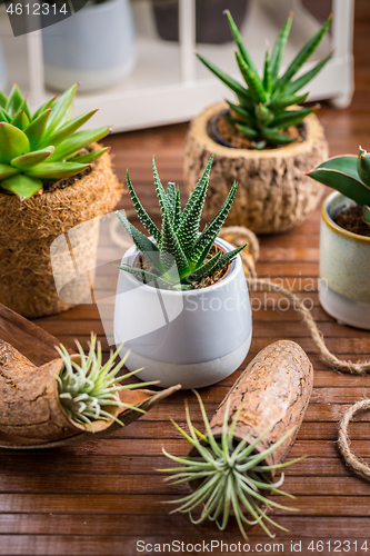 Image of Collection of succulent plants for home deco. Gardening idea for stone garten.