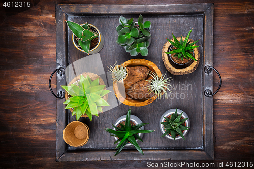 Image of Collection of succulent plants for home deco. Gardening idea for stone garten.