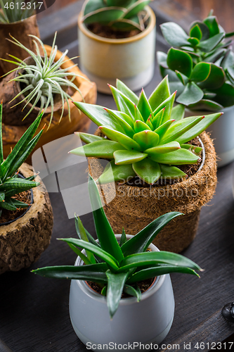 Image of Collection of succulent plants for home deco. Gardening idea for stone garten.