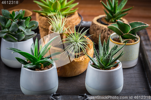 Image of Collection of succulent plants for home deco. Gardening idea for stone garten.