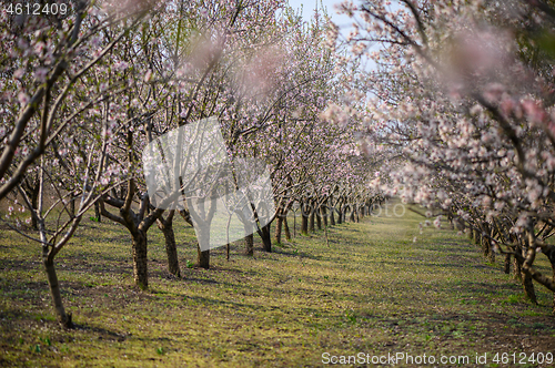 Image of Alleys of blooming almond trees with pink flowers during springtime