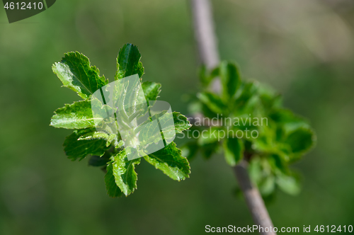 Image of fresh green spring leaves macro