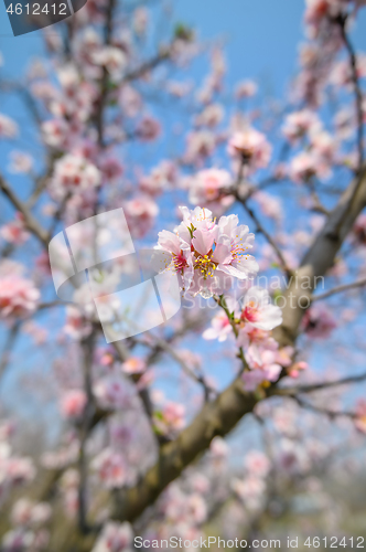 Image of Closeup of blooming almond tree pink flowers during springtime