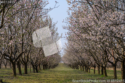 Image of Alleys of blooming almond trees with pink flowers during springtime
