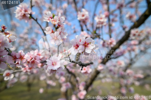 Image of Closeup of blooming almond tree pink flowers during springtime