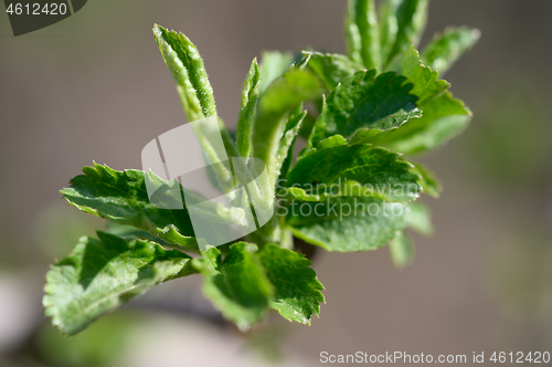 Image of fresh green spring leaves macro