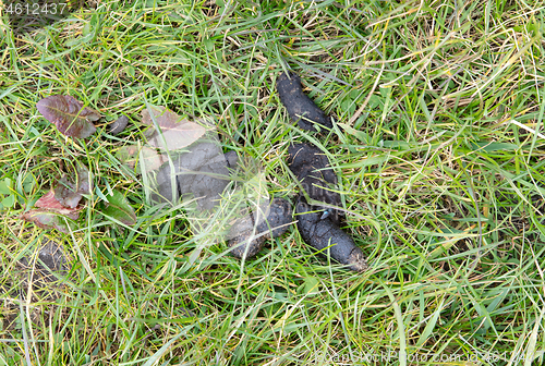 Image of Dog`s excrement in green grass