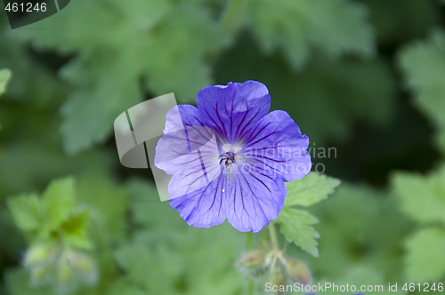 Image of Geranium