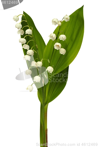 Image of Lily of the valley