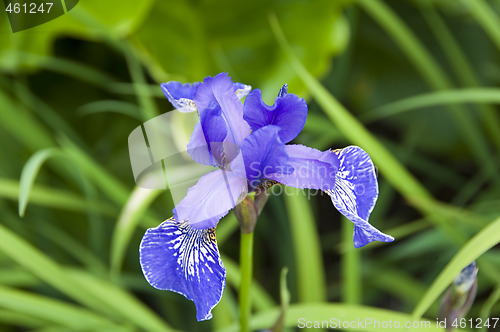 Image of Iris
