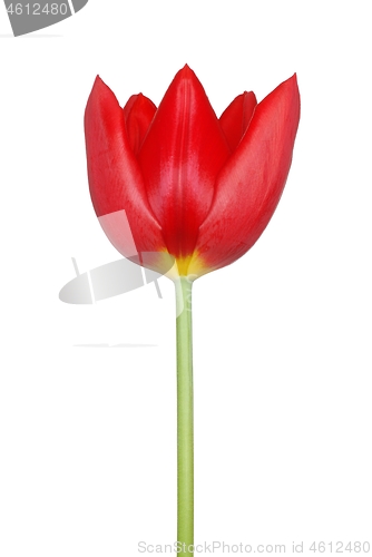 Image of Red tulip on white