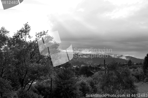 Image of Spruce trees if fog