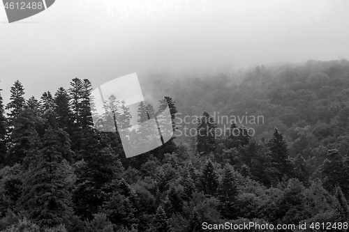 Image of Spruce trees if fog