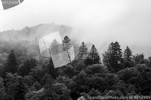 Image of Spruce trees if fog