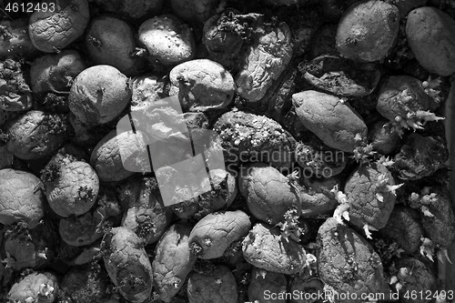 Image of Pile of rotting potatoes waste