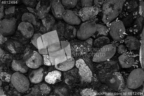 Image of Pile of rotting potatoes waste