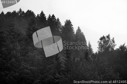 Image of Spruce trees if fog