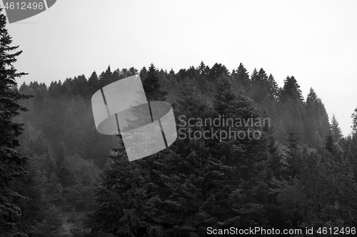 Image of Spruce trees if fog