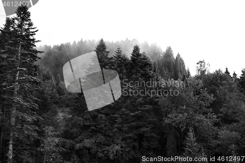 Image of Spruce trees if fog