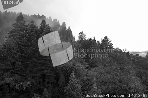 Image of Spruce trees if fog