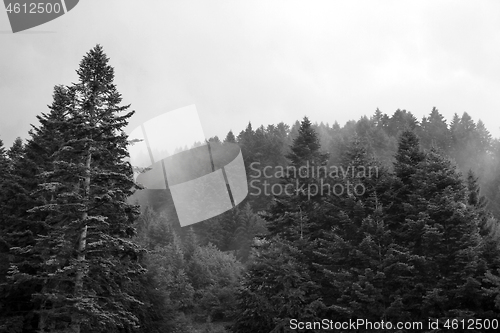 Image of Spruce trees if fog