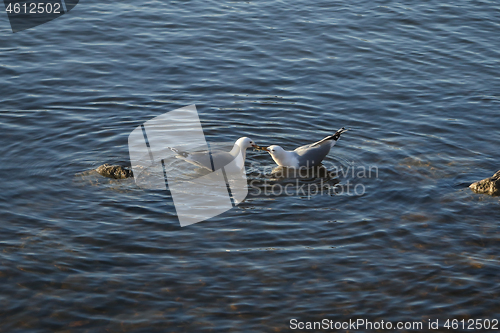 Image of Two Seagulls Fighting over Fish