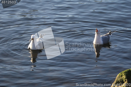 Image of Two Seagulls Fighting over Fish