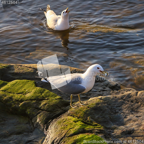 Image of Two Seagulls Fighting over Food