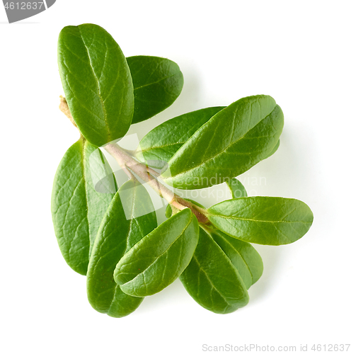 Image of fresh green lingonberry leaves