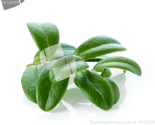 Image of fresh green lingonberry leaves