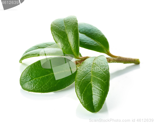 Image of fresh green lingonberry leaves