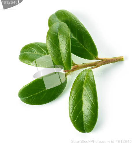 Image of fresh green lingonberry leaves