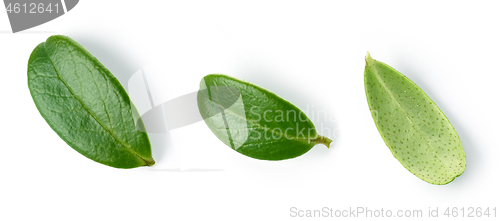 Image of fresh green lingonberry leaves