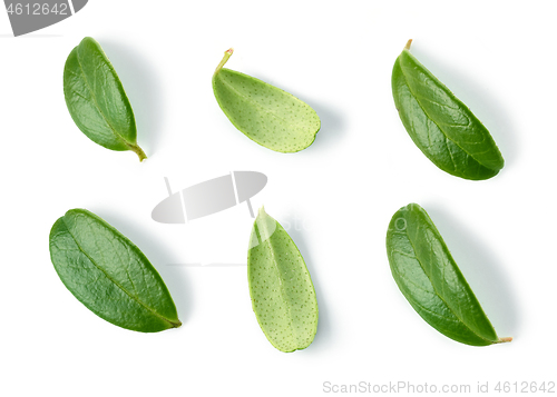 Image of fresh green lingonberry leaves