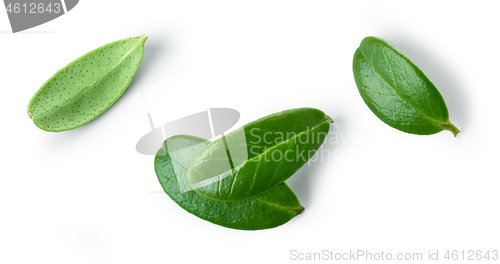 Image of fresh green lingonberry leaves