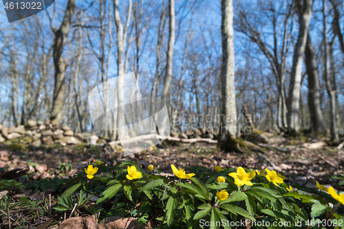 Image of Yellow Wood Anemones close up