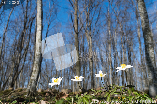 Image of Wood Anemones close up in a forest