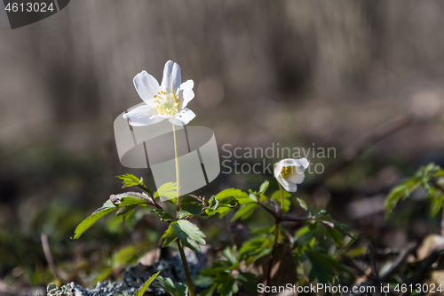 Image of Sunlit Wood Anemone close up