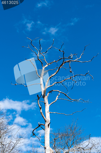 Image of Tree skeleton by a blue sky