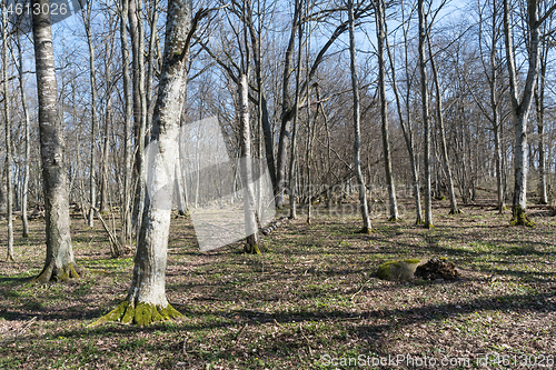 Image of Bright European Hornbeam forest