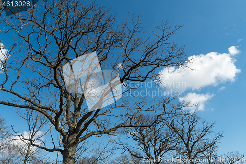Image of Bare oak trees by a blue sky