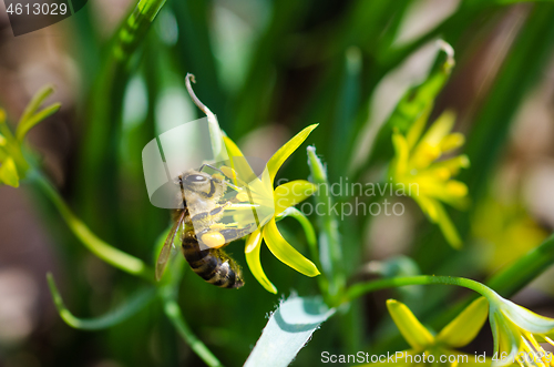 Image of Honeybee pollination close up