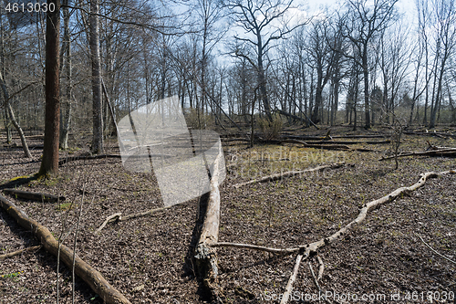 Image of Fallen dead trees in a nature reserve