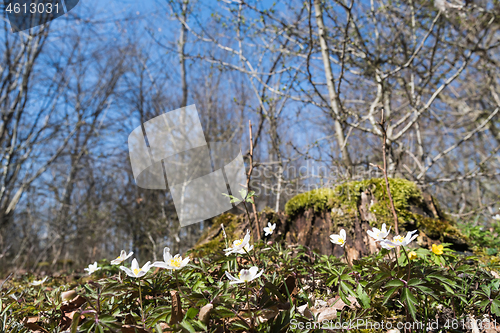 Image of Blossom wood anemones by an old tree stump