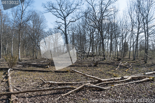 Image of Dead trees in a protected nature reserve