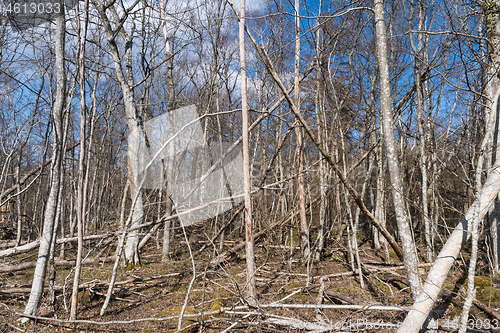 Image of Fallen trees in a deciduous forest