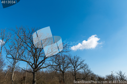 Image of Leafless wide trees by a blue sky